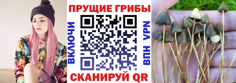 Галлюциногенные грибы Psilocybine cubensis  Цоци-Юрт 